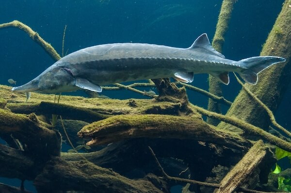 sturgeon