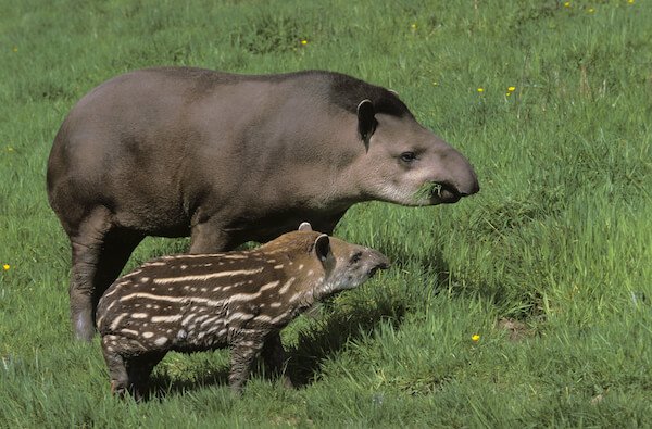 tapir with baby