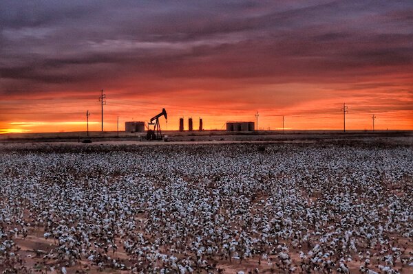 texas cottonfield